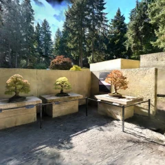 Pacific Bonsai Museum