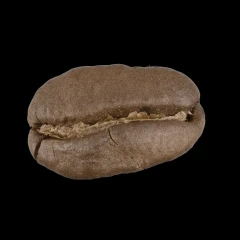 Coffee Bean
