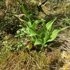Cypripedium calceolus