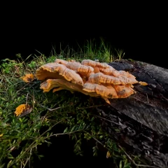 Fungus (Chicken of the woods)