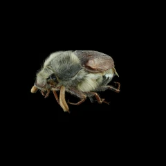 MAY-BEETLE-HIRES