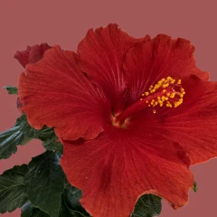 Red Hibiscus