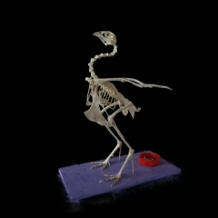chicken skeleton (Spirula Studio)