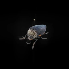 Sternocera