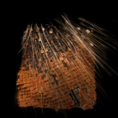 Brown Butterfly Wing (High Magnification)