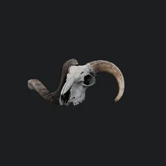 Skull | light 