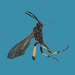 Black Slip Wasp (Pimpla rufipes)