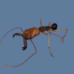 Trap-jaw ant (Odontomachus banksi)