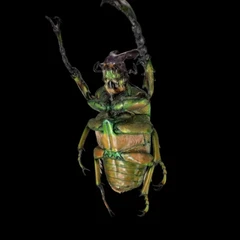 Compsocephalus Dmitriewi Milishai