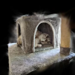 Sunny sleeping in the cat tree