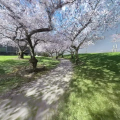 Cherry Blossom @ University of Canterbury