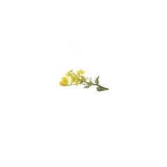 Blume Gelb