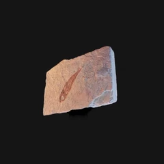 Small fish fossil