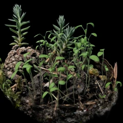 Forest Floor Scenery