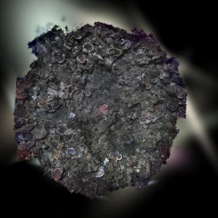 Trimodal circle, Lizard Island 2022