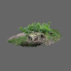 Stump in the woods