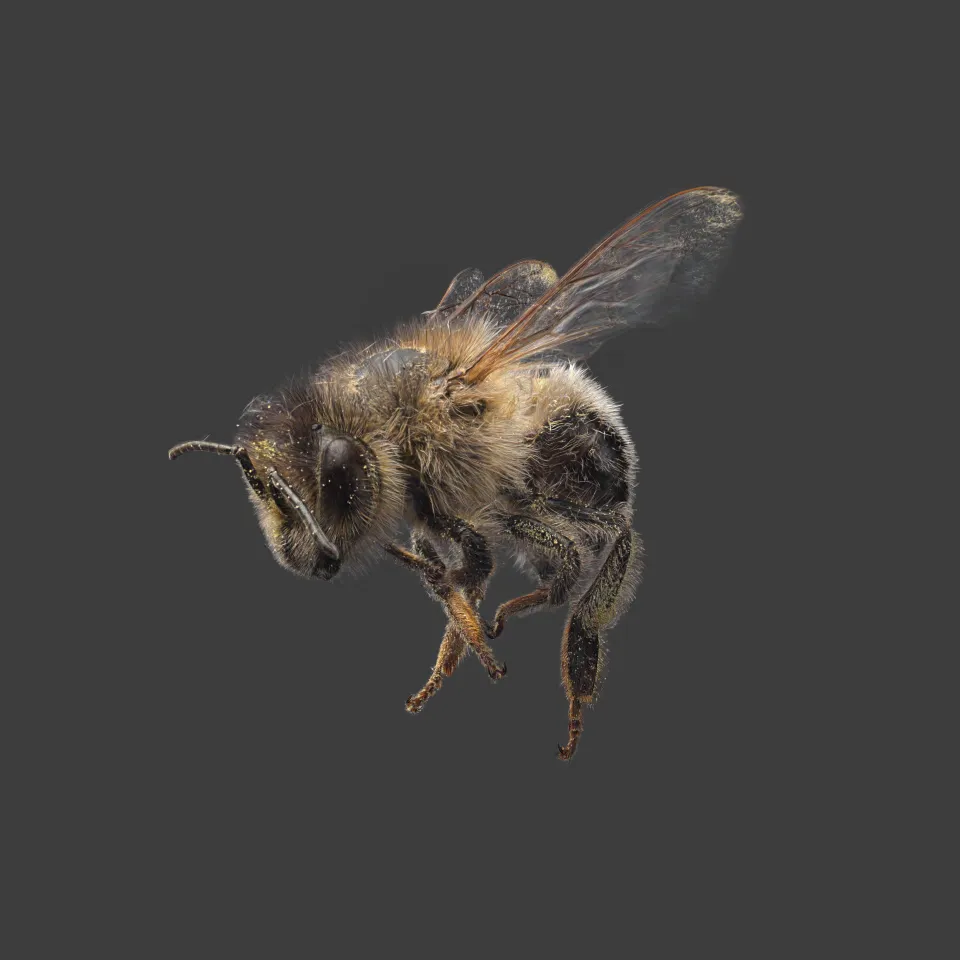 Honeybee