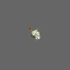 Apple_Flower