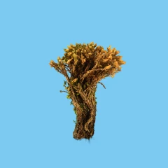 Moss - macroscan