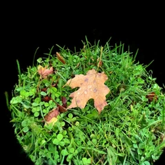 Fall Leaf with Raindrops, Skaneateles