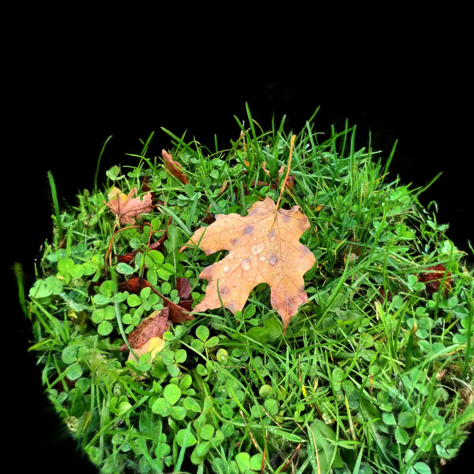Fall Leaf with Raindrops, Skaneateles