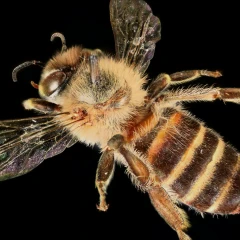 Japanese Bee