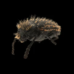 Julodis cirrosa