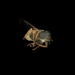 Tabanidae