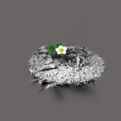 strawberry plant / mansikan kasvi