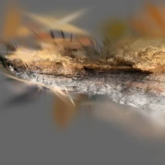 Crevice1
