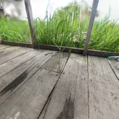 Invasive Bamboo on a Phumdi in the middle of Loktake Lake, Manipur 