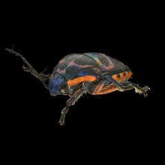 Tetrarthria spec.