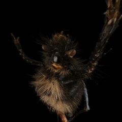 bumblebee beetle (Eulasia Pulchra)