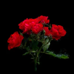 GSplats_Test.rose.ml_traingsplats1.29999_clean_fix