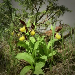 Cypripedium calceolus