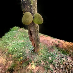 Jackfruit Tree Stem