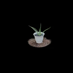Potted Aloe