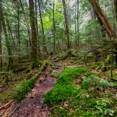 Shirakoma Pond Moss Forest  (Ultra High-Res 3DGS)