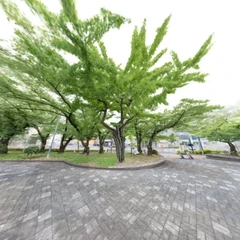 The War-Damaged Ginkgo - 2