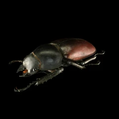 Lucanus cervus - female