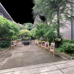 宋代古莲
