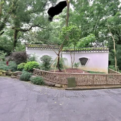 万象山茶花和大毛