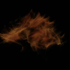 tractography
