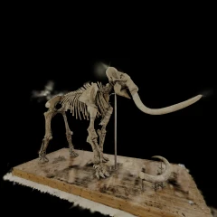Mammuthus meridionalis – L'Aquila Mammoth (3D Gaussian Splat)