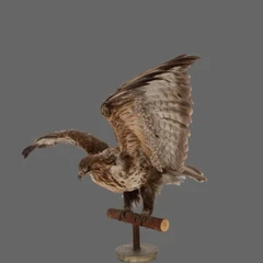 Eagle