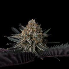 Watermelon Emoji #22 S1 #2 Cannabis Flower