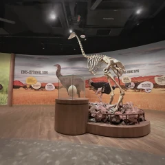 Elephant Bird Exhibit