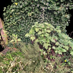 Plant in backyard
