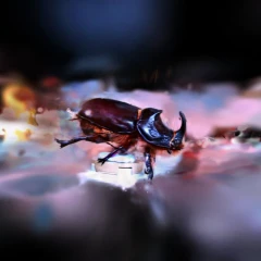 raw scarab