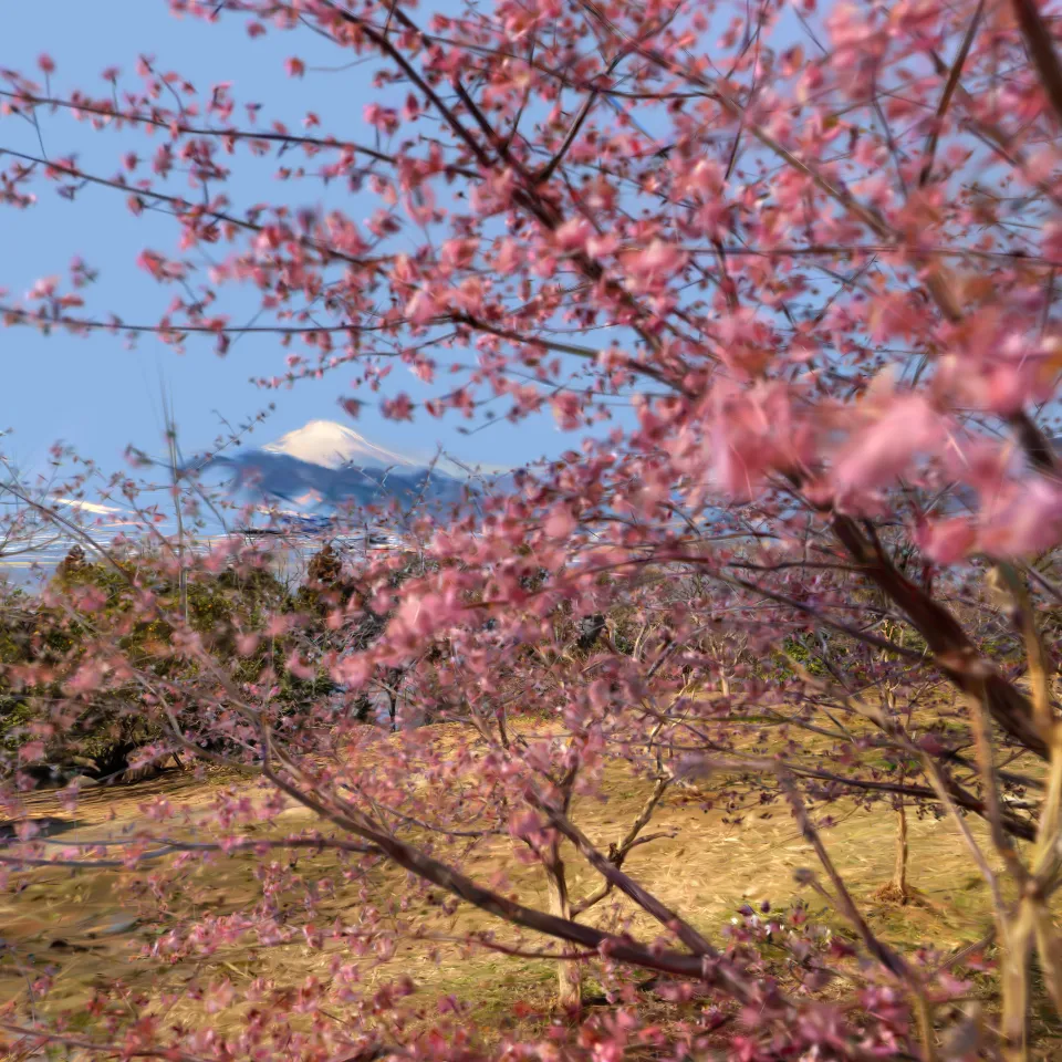 Mt.Fuji and early blooming cherry and plum blossoms